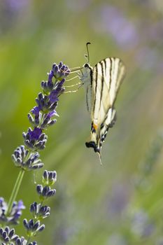 Scarce Swallowtail (Iphiclides podalirius) butterfly also called Sail or Pear-tree, on Lavander flowers.