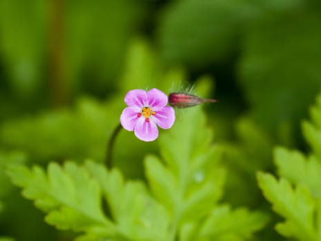 Tiny pink flower of Herb Robert growing in English countryside