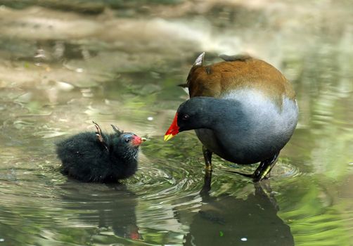 Common Moorhen chick begging for food from parent bird