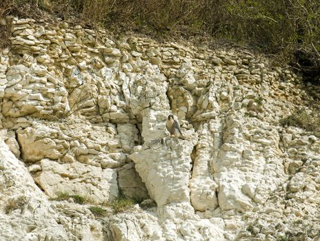 Adult Peregrine Falcon on chalky cliff face in southern England