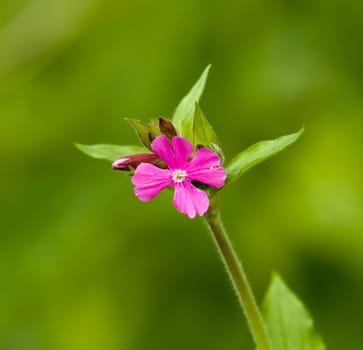 Wild flower Red Campion in English countryside