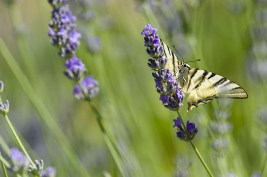 Scarce Swallowtail (Iphiclides podalirius) butterfly also called Sail or Pear-tree, on Lavander flowers.