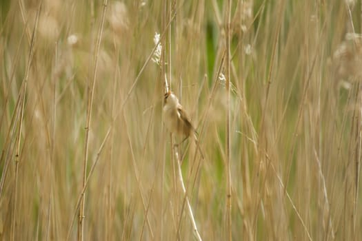 Adult Reed Warbler in reedbed with nesting material.