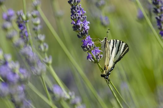 Scarce Swallowtail (Iphiclides podalirius) butterfly also called Sail or Pear-tree, on Lavander flowers.