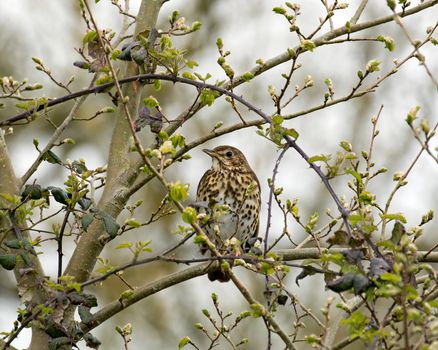 Song Thrush in tree