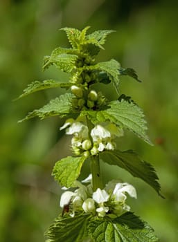 Wild flower White Dead-nettle in English countryside