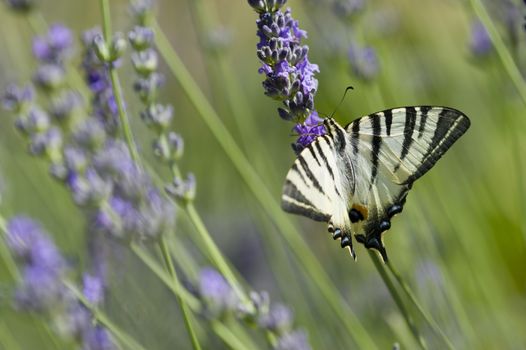 Scarce Swallowtail (Iphiclides podalirius) butterfly also called Sail or Pear-tree, on Lavander flowers.