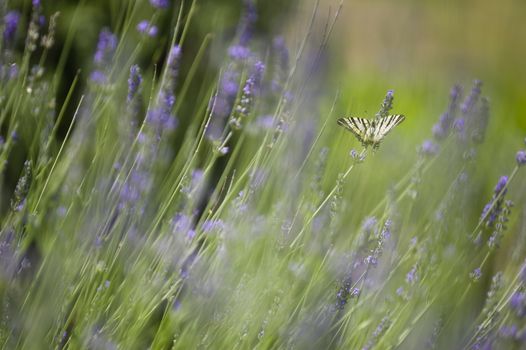 Scarce Swallowtail (Iphiclides podalirius) butterfly also called Sail or Pear-tree, on Lavander flowers.
