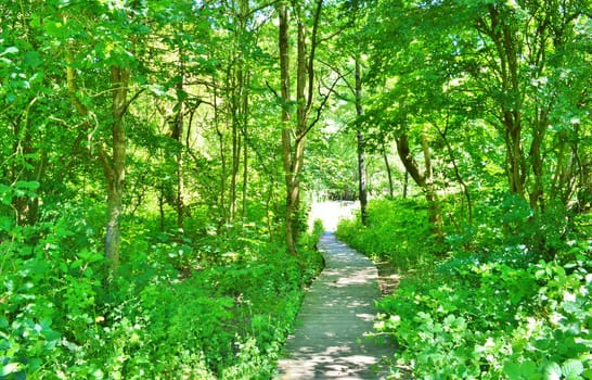 An image of a woodland nature trail.