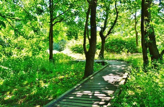 An image of a woodland nature trail.