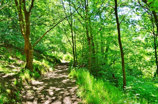 An image of a woodland nature trail.