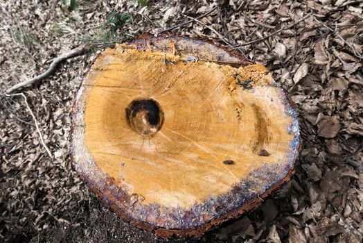 Section of a chopped trunk of pine tree in the wood with dry leaves