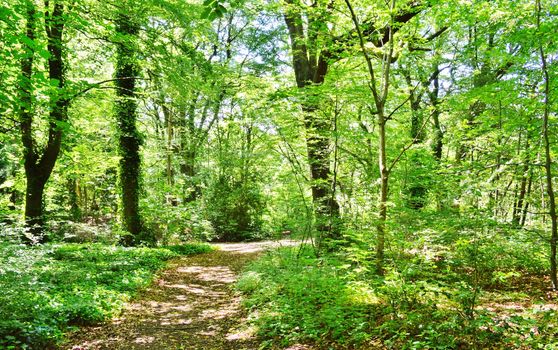 An image of a woodland nature trail.