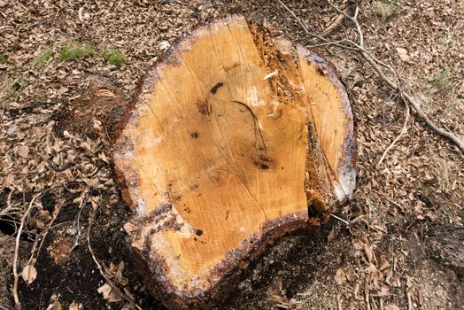 Section of a chopped trunk of pine tree in the wood with dry leaves