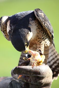 hawk on the falconer gloves and eating meat