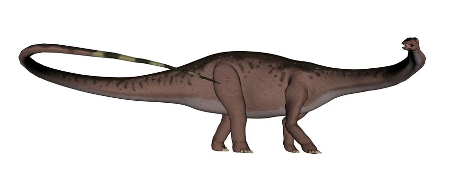 Apatosaurus dinosaur running isolated in white background - 3D render