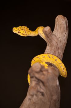 Juvenile Green Tree Python (Morelia viridis) in the yellow phase