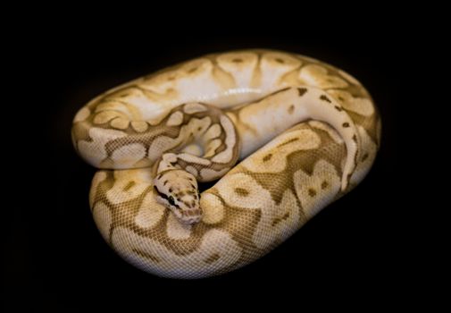 Ball Python - Python regius, isolated on a black background.