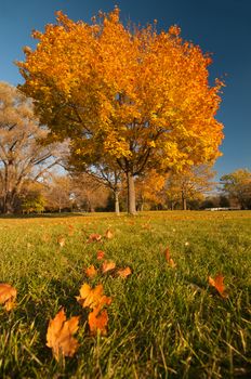 Landscape with autumnal tree and fallen leaves on the grass against blue sky