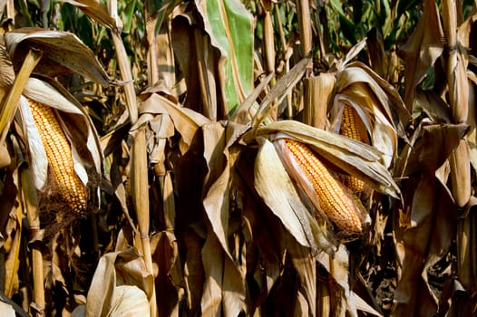 Prior to harvest corn on the cob.