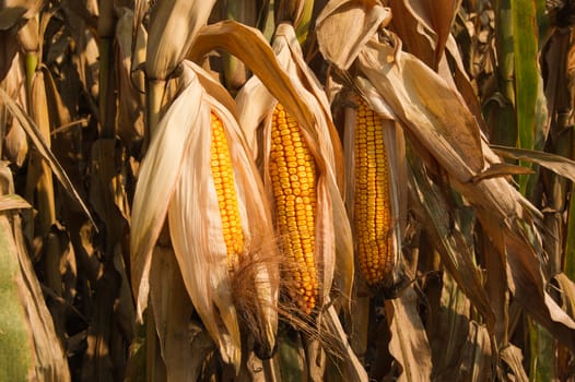 Prior to harvest corn on the cob.