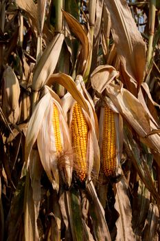 Prior to harvest corn on the cob.