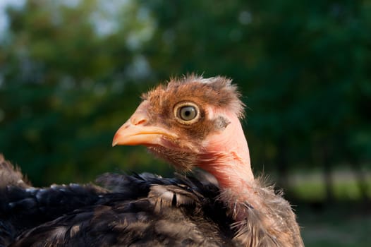 Confidential chick in hand is not afraid.