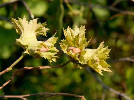 European hazel (Corylus avellana) yield of the bushes.