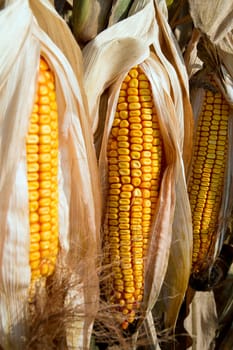 Prior to harvest corn on the cob.