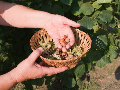 European hazel (Corylus avellana) picking fruit in the bush.