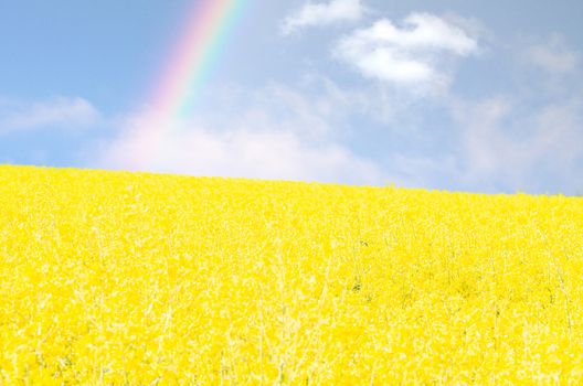Yellow flowering Rapsfeld blue sky. Landscape in the background a rainbow.