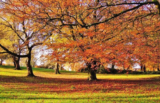 A colourful Autumn landscape.