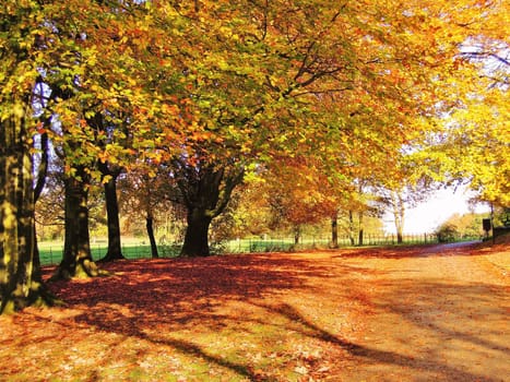 A colourful Autumn landscape.