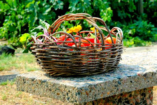 Organic tomatoes fresh picked from the community garden outdoors.