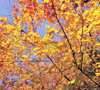 A close-up image of colourful Autumn leaves.