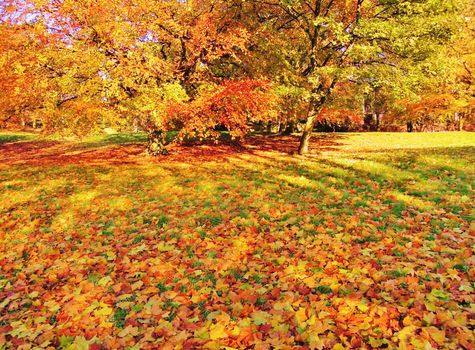 A colourful Autumn landscape.