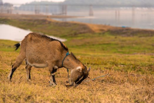An Indian domestic goat grazing on fresh green grass on the banks of a river.