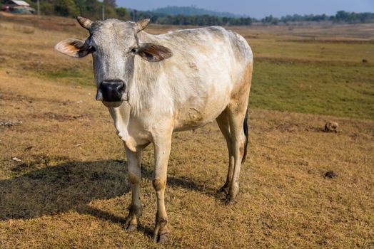 Portrait of a domestic Indian cow staring into the camera