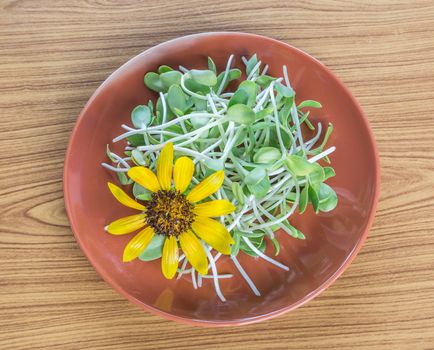sunflower sprouts decorated with fancy sunflower






sunflower and sprouts