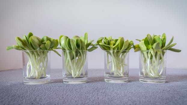 Arranged sunflower sprouts in glassware, soft grey background







Sunflower sprouts