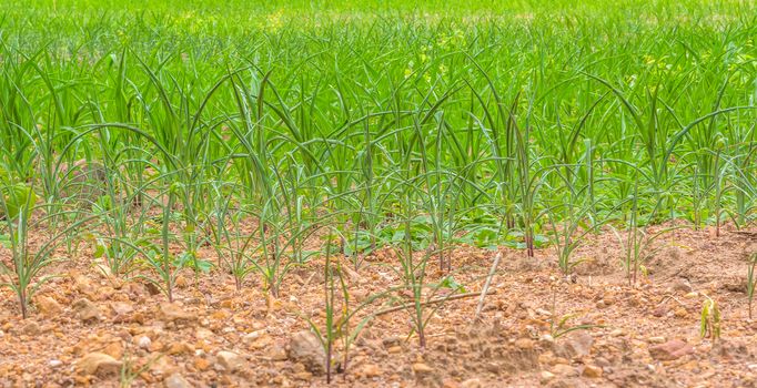 lacking of water of corn trees on dried soil