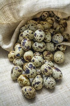 Dumping many partridge eggs on bark textile