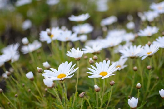 daisies wildflowers in summer