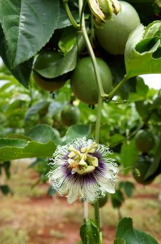 Agriculture field, passion fruit is nutrition Vietnam fruit, rich vitamin C, healthy food, creeper with full of passionfruit, beautiful flower on farm