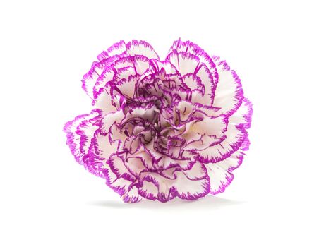 spring flower, an isolated white carnation flower with purple shade on white background