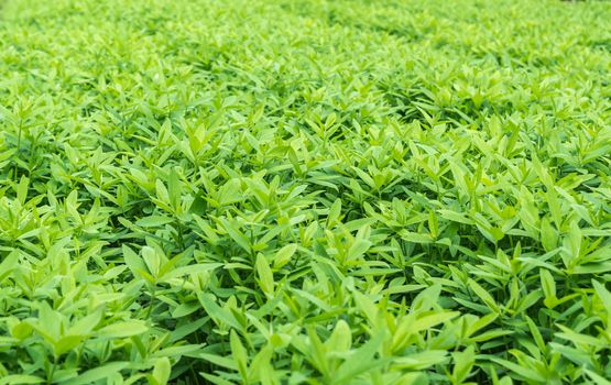 Crotalaria, cover crop keeps soil moisture, improves damage farmland, treats sour and acid soil