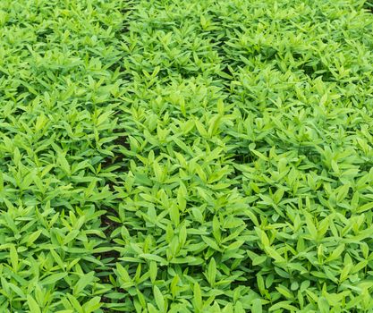 Crotalaria, cover crop keeps soil moisture, improves damage farmland, treats sour and acid soil