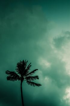 Retro Filtered Photo Of Palm Tree Against Atmospheric Sky In Hawaii