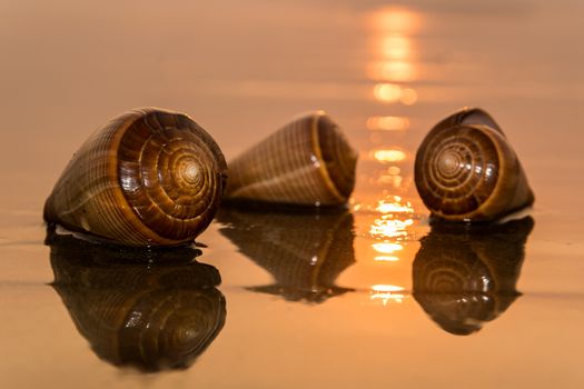 Spiral conch shells on a beach during sunset