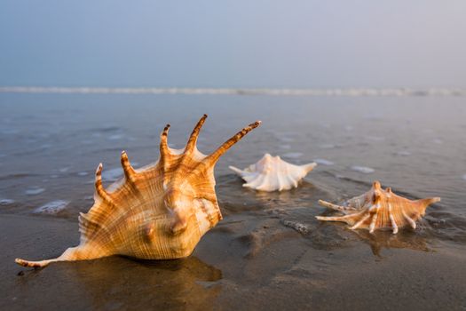 Conch shells lying on a beach at the edge of water with waves in the background